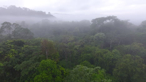 Langsamer-Drohnenflug-über-Einem-Primären-Tropischen-Regenwald-Im-Amazonaspark-Saül-Guayana.